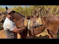 DIRCEU SILVA | DOMADOR DE CAVALOS E MUARES EM LAGOA DOURADA MG