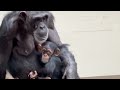 Follow the Baby Chimpanzees with their Mother - Part 47