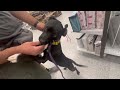 9 m/o Chihuahua Terrier Mix, BUDDIE- Best Dog Trainer, El Paso TX