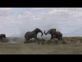 The Big Tuskers in Kenya - Griet Van Malderen