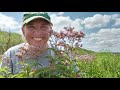 Joe-Pye Weed