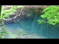 4K新緑の「十二湖」白神山地西部に位置する湖沼群（青森県） Lake Juniko in the Shirakami Mountain Range