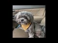 Funniest Animals 2024 😂 Best Funny Cats and Dogs 😻🐶 Part 10 | Cute Baby Dogs