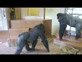 Gorilla Dad Shows Affection To Son After Calming Excited Females Down | The Shabani's Group