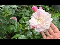 Tour in my rose garden. English roses. Kordes, Tantau, David Austin, Rawlins, Fryers.Garden in bloom