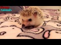Cute And Funny Hedgehog Videos Compilation 2017 - Funny Animals