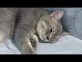 Funny Dogs And Cats Videos😁🐶Best Funniest Animal Videos 2024