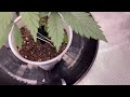 Growing Photoperiod Cannabis (Grape Dumplings) in a closet with Gaia green & Blumats! Week 3!