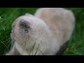 @ this cat is relaxing# short feed# yt short# old wave short