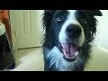 Nana the Border Collie Performs Amazing Dog Tricks