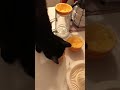 Black pocket Panther Stimpy looooves oranges 🍊