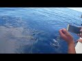 Seeing fish in the Bahamas