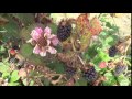 Picking berries on Swanton Berry farm near Santa Cruz. Bay Area Weekend Trips