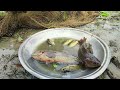 Amazing Net Fishing Video - Beautiful Village Catching Fish With Net