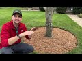 Tree Edging and Mulching Mastery | Tips for Picture-Perfect Circles