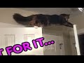 😻 You Laugh You Lose 😘 Funny Animal Moments 2024 😍🐶