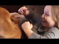 Vicious dog attacks child...........gently