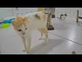 Laugh Uncontrollably! Best Funny Cat Videos 2024 😅🐕 Funniest Catss 🐱🤣