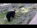 I saw a bear on my vacation :3