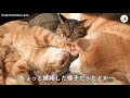How a Shiba Inu and a cat came to sleep together... ♥