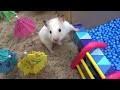 Hamster Ball pool Maze