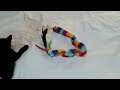 Florence attax rainbow snake