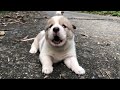 Puppy crying sound / 3-week-old puppy calls mom after being adopted