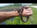 Rescuing a BIG Water Snake trapped in Lake Overflow Fence | LIFE OR DEATH 🐍 + bonus clips | #herping
