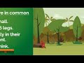 Facts about Insects for Kids | Learning Video