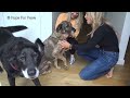 Homeless German Shepherd cries like a human!  I have never heard anything like this!!! #dog