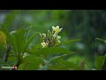 Gentle Rain on the Flower | Sounds With Piano Music for Sleeping and Relaxing | 10 Hour Video |