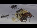 Camponotus nicobarensis, Ant species, a closer look