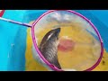 ornamental fish, gourami fish, cute chickens, colorful chickens, cats, rabbits, guinea pigs