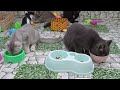 You Laugh You Lose😹Funniest Dogs and Cats 2024😻🐶