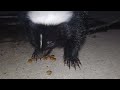 Skunk vs Raccoon