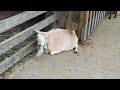 福顔ヤギ〜🐐　Lucky face goat