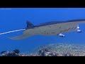 Under Red Sea 4K Ultra HD 🐠 Beautiful Coral Reef Fish in Aquarium, Sea Animals for Relaxation #3