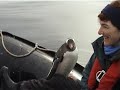 Gentoo Penguin jumps into boat to avoid an Orca.