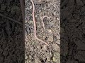 Big Worms Growing in Raised Bed Garden