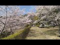 2022 Sakura place at Ikoinomori Park