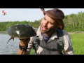 Do Horseshoe Crabs STING?!