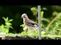 Eurasian Jay And Very Wary Juvenile Jay Slo Mo Nikon Z8