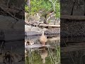 Sometimes poo poo happens #poop #cute #poopoo #bowel #nature #wildlife #funnyvideo #poopy #funny