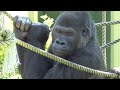 Ai caring for her mother, Shabani drumming between them. Gorilla, Silverback.