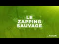 Loup d'Abyssinie VS rat-taupe géant - ZAPPING SAUVAGE