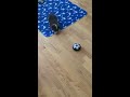 Cocoa playing with air hockey ball