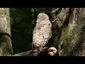 Barred owls