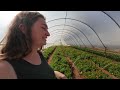 Inside one of Georgia’s FIRST Organic Vegetable Farms (Crystal Organic Farm)