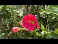 Gorgeous Day Hike in Ecuador | Guinea Pig Crater Lake | Laguna Cuicocha | (No Talk)【エクアドル登山 クイコチャ湖】