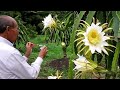 Hand pollinating Dragon Fruit (Pittaya)